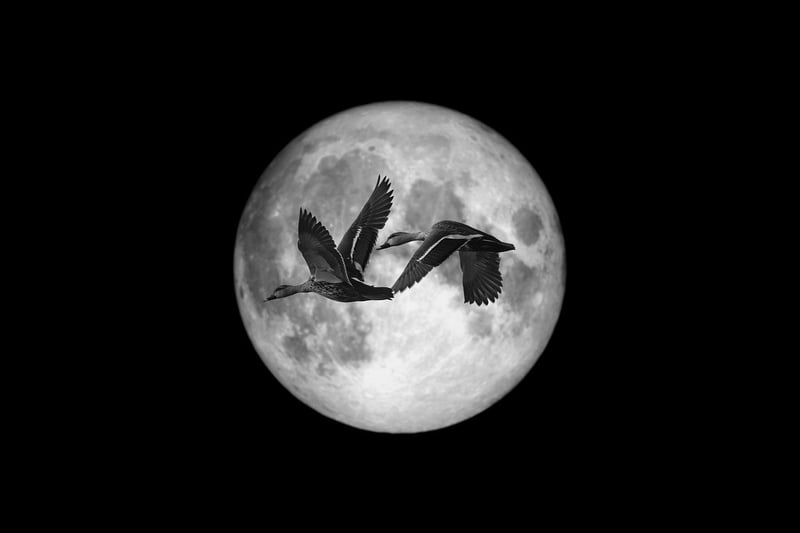 Moonlit Whispers